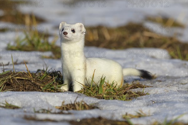 Stoat