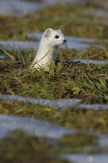 Stoat