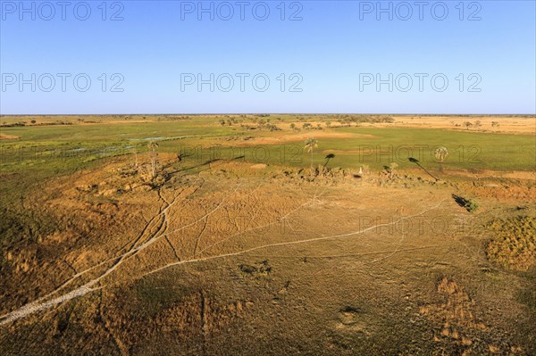 Aerial view of the countryside, animal paths, palm trees and green grassland of the Okavango Delta. Okavango Delta, Botswana, Africa
