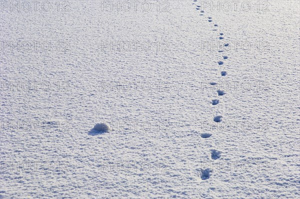 Tracks of a deer