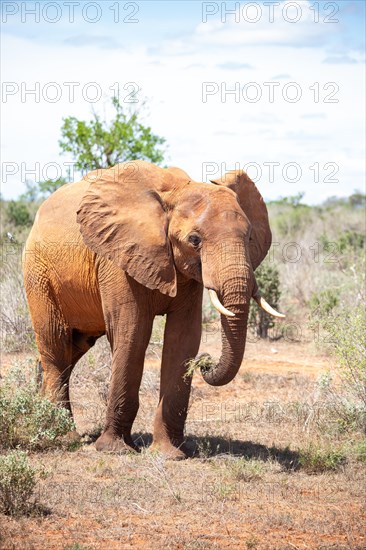 Elephant in the savannah, barren landscape in Tsavo National Park, Kenya, East Africa, Africa