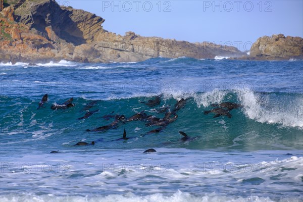 Seals in the water, seal colony, Robberg Island, Robberg Peninsula, Robberg Nature Reserve, Plettenberg Bay, Garden Route, Western Cape, South Africa, Africa