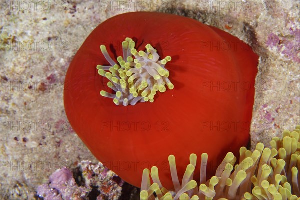 Closed splendour anemone