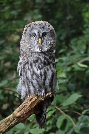 Great Grey Owl