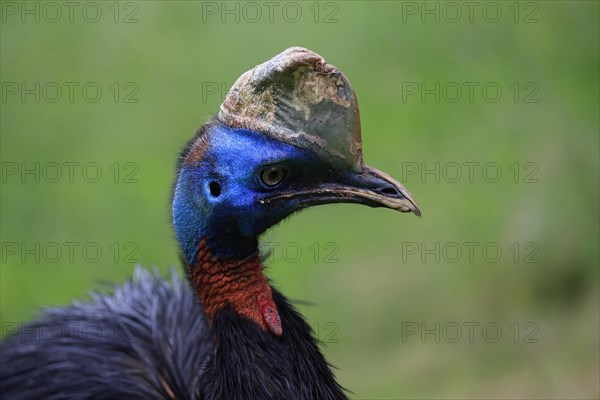 Northern cassowary