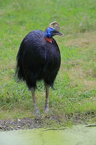 Northern cassowary