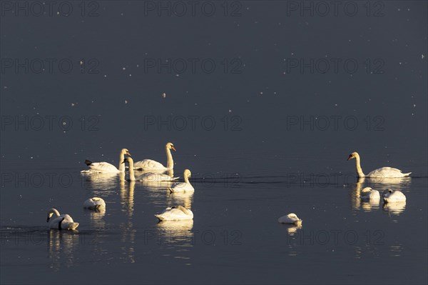 Mute Swan