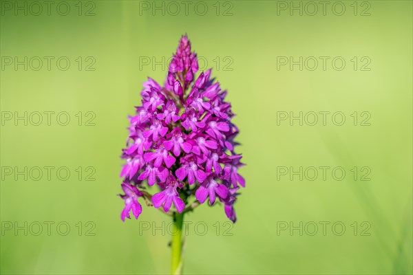Pyramidal orchid in a meadow in spring. Alsace, France, Europe