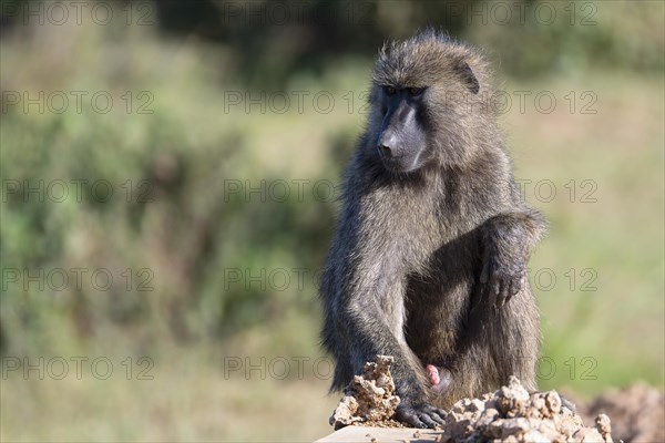 Olive baboon