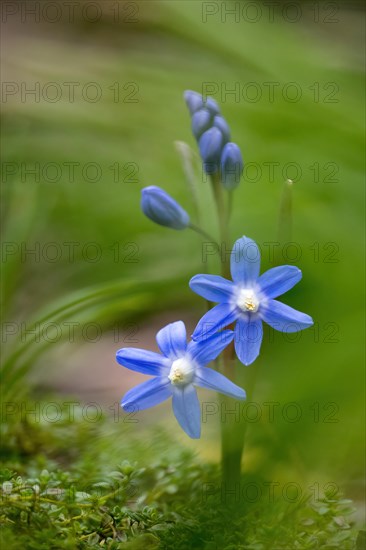 Common star hyacinth