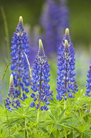 Lupins