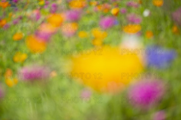 Iceland poppy