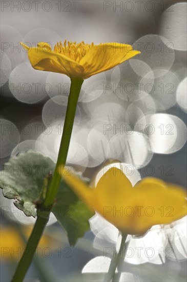 Marsh marigold