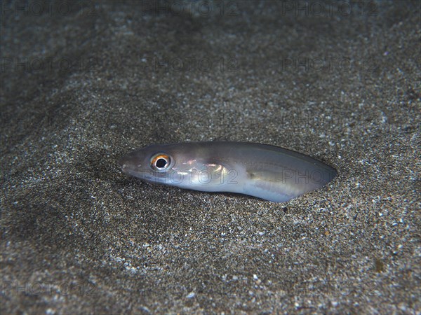 Golden Balearic sea eel