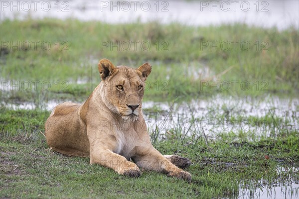 Lioness