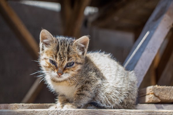 Stray cat in the street