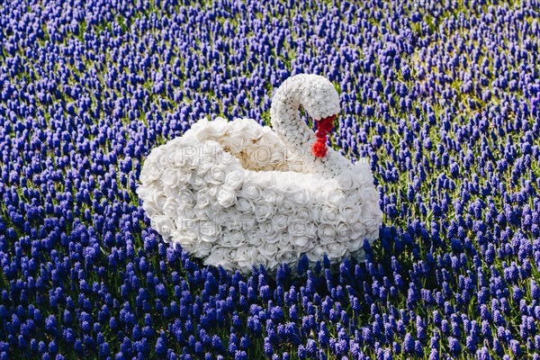 Swan figure made of flowers in the spring flower garden