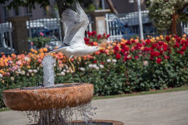 Seagull by the fountain in the rose garden