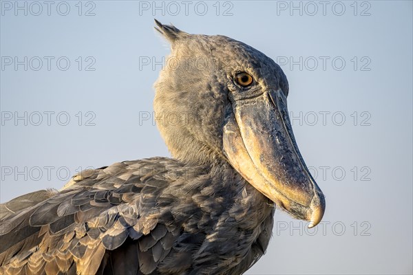 Shoebill