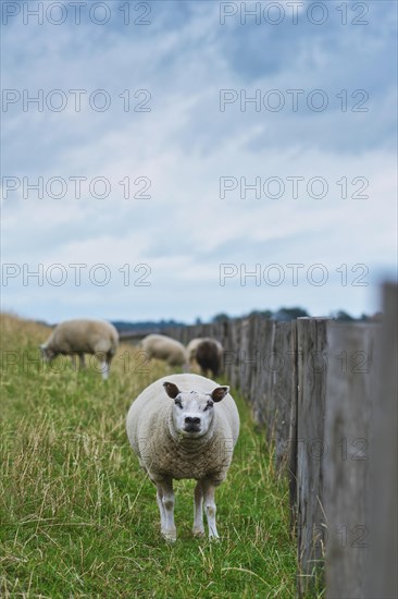 Texel sheep looking straight at camera, a heavily muscled breed of domestic sheep from the Texel island in the Netherlands living on dyke meadow