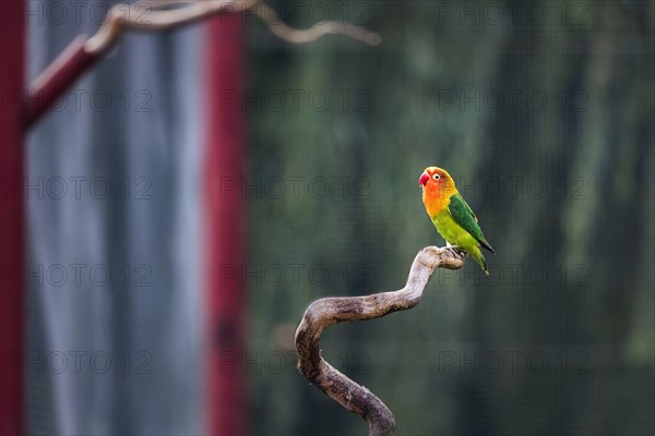 Single peachhead, fisherman's lovebird