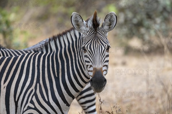 Plains Zebra of the subspecies crawshay's zebra