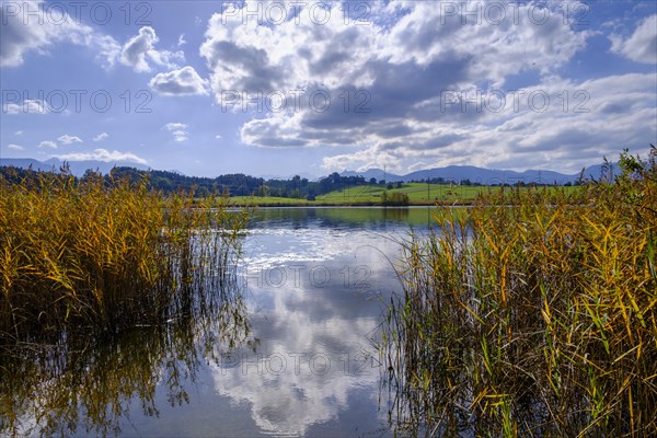 Moorsee, Froschhauser See near Froschhausen, Pfaffenwinkel, Upper Bavaria, Bavaria, Germany, Europe