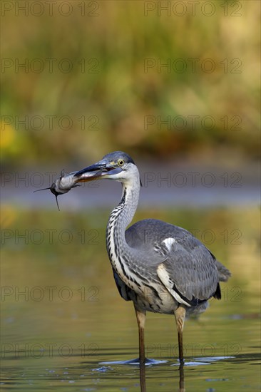 Grey heron