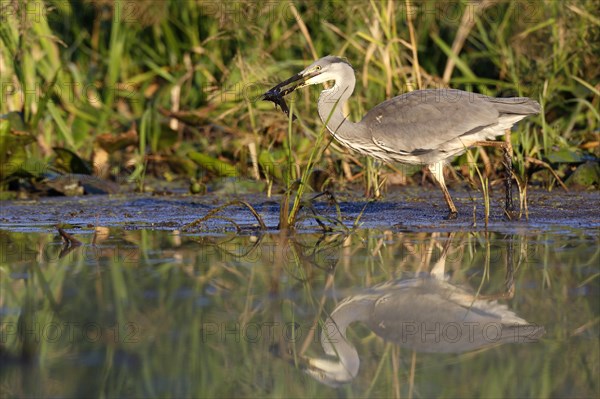 Grey heron