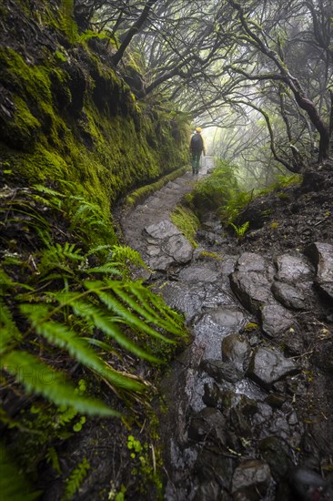 Hiker, Mystic forest with mist, Vereda Francisco Achadinha hiking trail, Rabacal, Madeira, Portugal, Europe