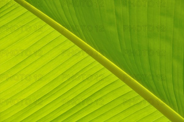 Green Leaf close-up