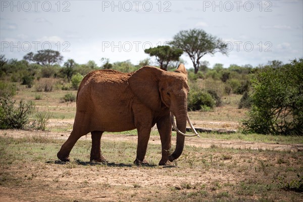 A beautiful large elephant roaming the savannah. Beautifully detailed shot of the elephant in search of food and water. The famous red elephants in the gene of Tsavo West National Park, Kenya, Africa