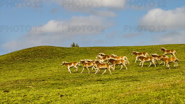 Haflinger horses