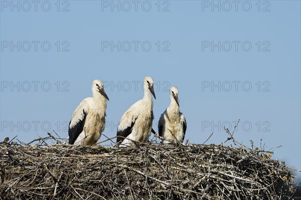 White Stork