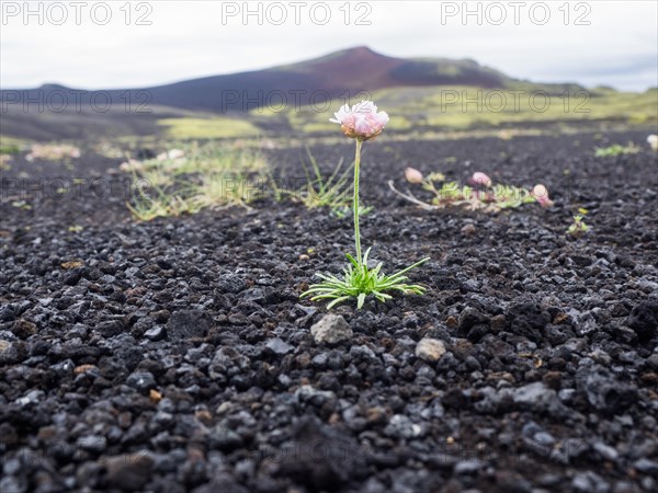 Flower growing out of lava scree, Tjarnargigur, Laki Crater Landscape, Highlands, South Iceland, Suourland, Iceland, Europe