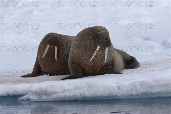 Walruses