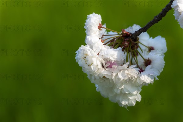 White cherry tree blossoms in spring, close up