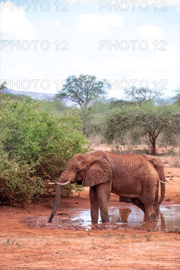 Herd of elephants at a muddy waterhole in Tsavo National Park, Kenya, East Africa, Africa