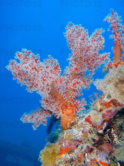 Hemprichs tree coral