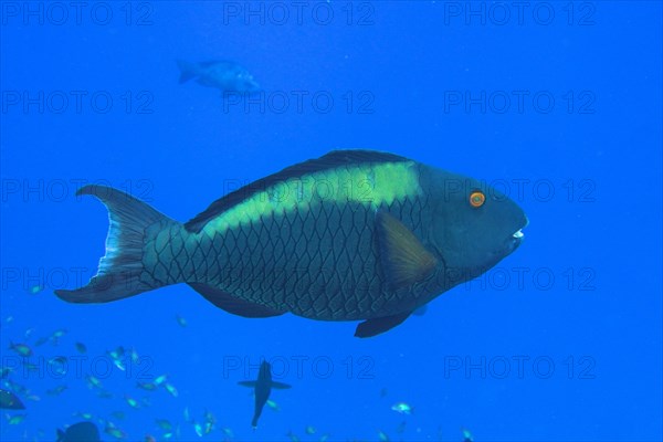 Bicolour parrotfish