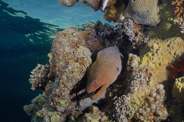 Giant Moray