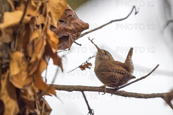 Eurasian wren