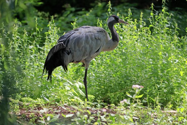 Crane, common crane