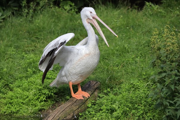 American white pelican