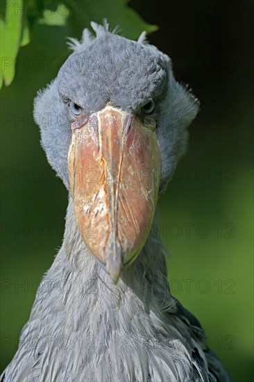 Shoebill