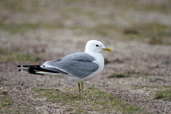 Common gull