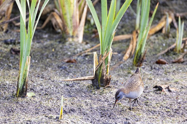 Water Rail