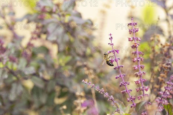 Honey bee on Tulsi,