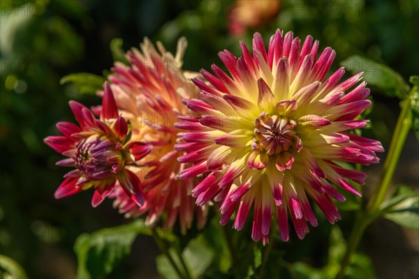 Dahlia flowers growing in a French garden park. Selestat, Alsace, France, Europe