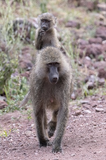 Olive baboon